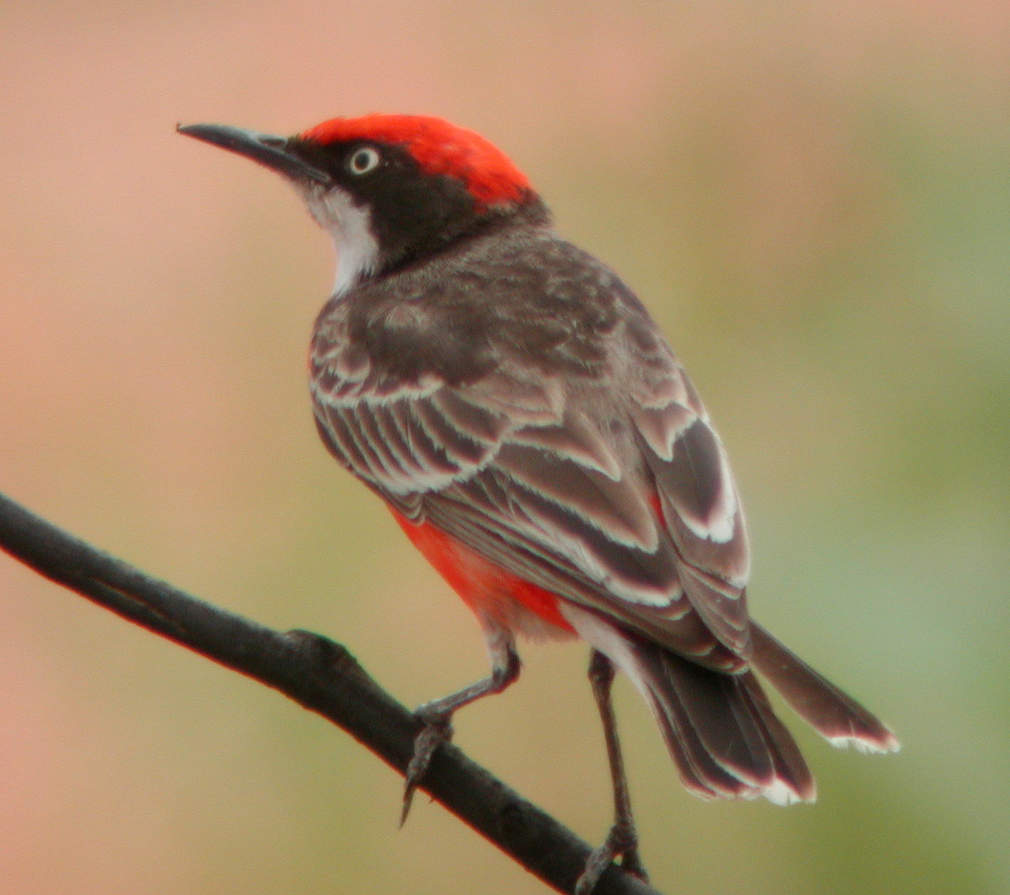 Olive-flanked Robin-Chat - Cossypha anomala - Birds of the World