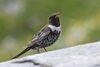 Ring Ouzel