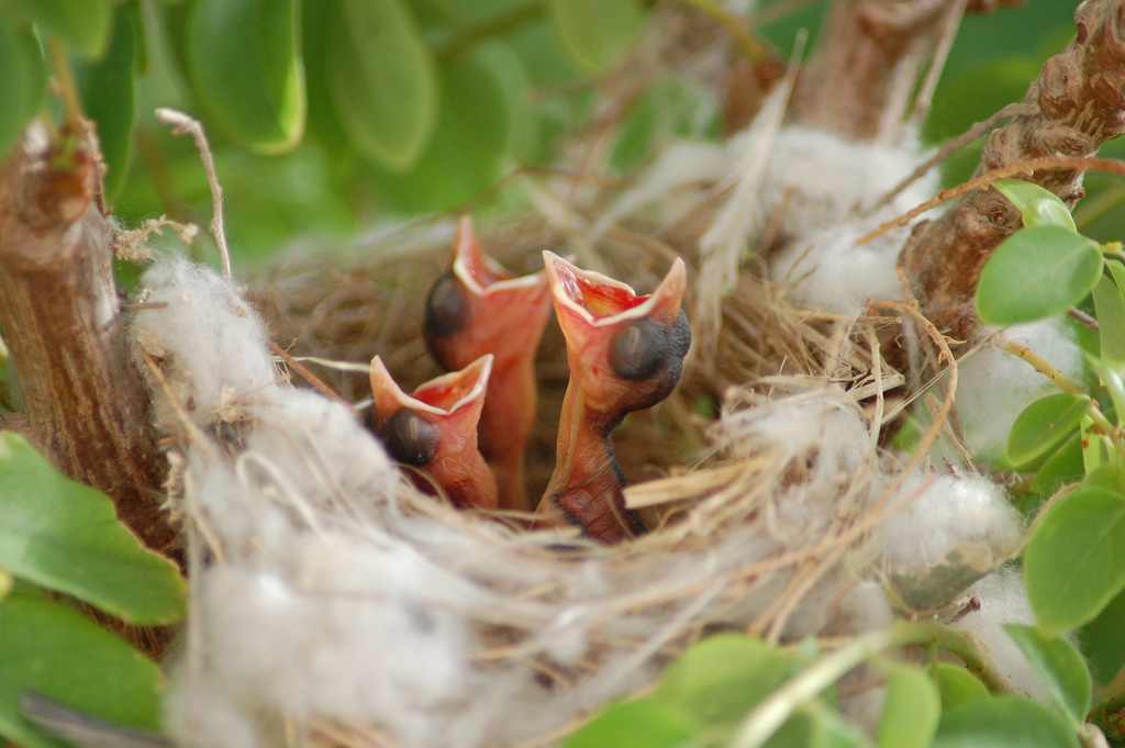 Baby Bird Scale - Altricial versus Precocial 