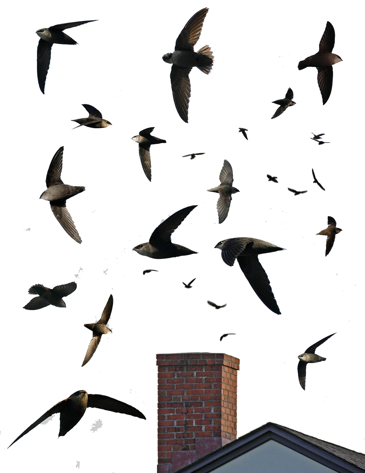 Chimney Swift | All Birds Wiki | Fandom