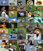 Bird Diversity2