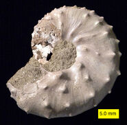 The ammonite Discoscaphites iris, Owl Creek Formation (Upper Cretaceous), Ripley, Mississippi.