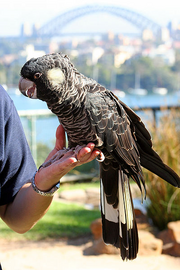 A mainly black cockatoo perched on a left hand on a sunny day