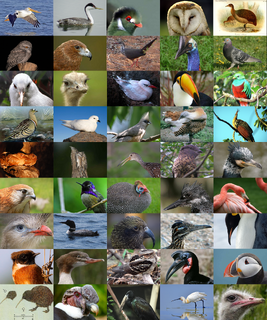 All Birds Wiki