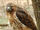 Red-tailed Hawk