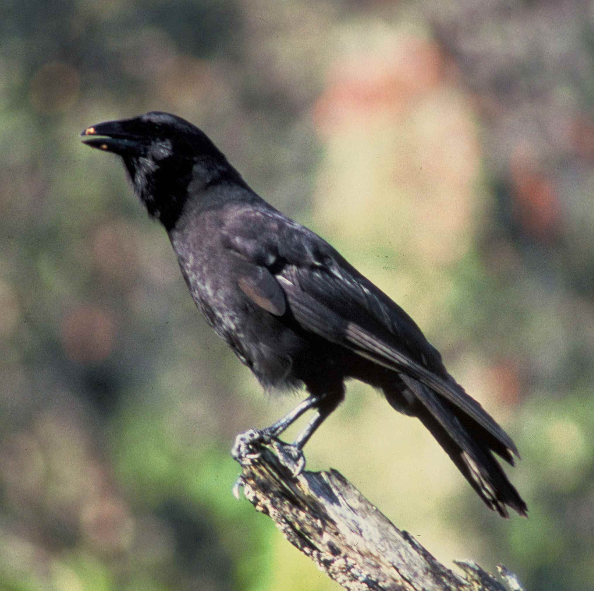 Bird brains: Public asked to look out for clever rooks - BBC News