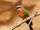 Bee-eater