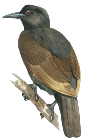 Paradise-crow - Paulo Alves.png