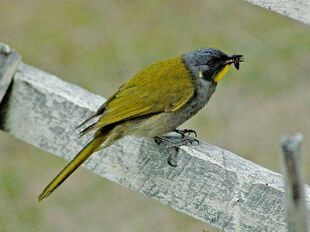 Yellow throated honeyeater with insect