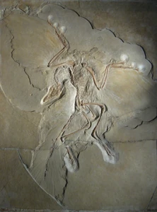 Archaeopteryx lithographica (Berlin specimen)