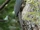 Ashy Woodpecker