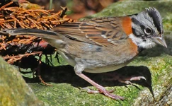 Rufous-collared Sparrow1