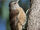 Australasian treecreeper