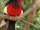 Double-toothed Barbet