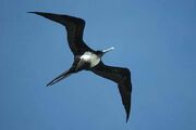 Great frigatebird lei