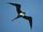 Ascension Frigatebird