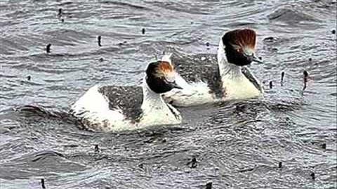 Hooded Grebe