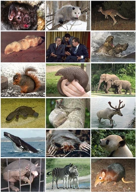 Mammal Diversity 2011