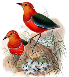 BirdsAsiaJohnGoVGoul 0284