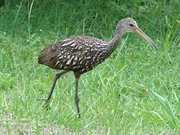 Limpkin1