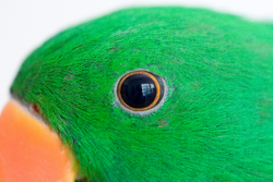 Male Eclectus Parrot close up