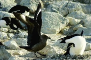 Some seabirds, like this  (left), will take the eggs of other birds. This skua is attempting to push an  (right) off its nest.