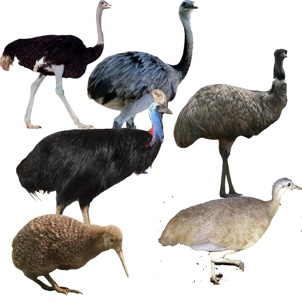 Palaeognathae, All Birds Wiki