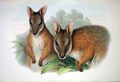 Macropus eugenii 2 Gould