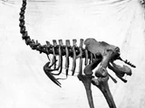 Coastal Moa