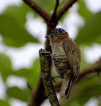 Ochre-collared Piculet