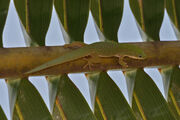 Phelsuma dubia edit1
