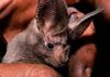 California leaf-nosed bat