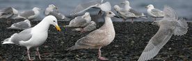 Glaucous-winged Gull