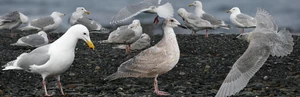 , a four-cycle gull