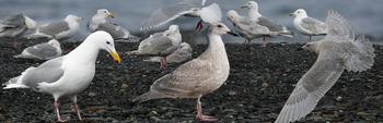 Glaucous-winged Gull