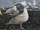 Glaucous-winged Gull