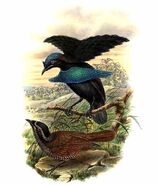 Lophorina superba by Bowdler Sharpe