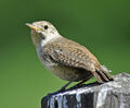 House Wren