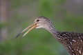 Limpkin 0795