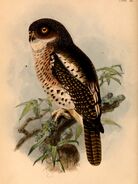 Glaucidium capense 1884