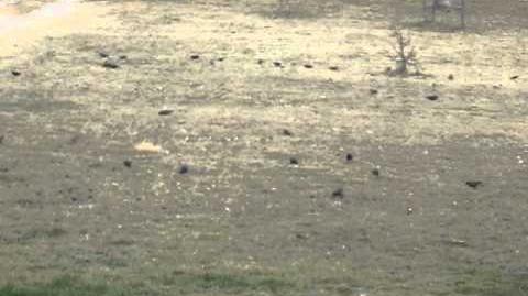 Mixed-species feeding flock