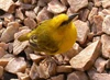 Slender billed weaver