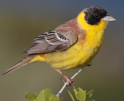 28-090504-black-headed-bunting-at-first-layby