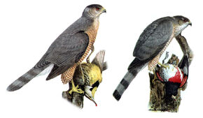 Comparison of a male Cooper's Hawk (left) with a female  (right)