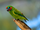 Double-eyed Fig-Parrot