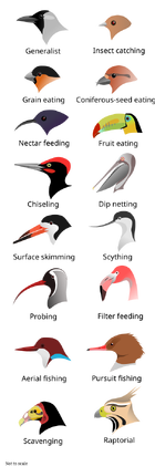 Illustration of the heads of 16 types of birds with different shapes and sizes of beak