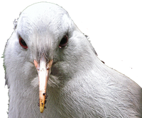 Juvenile kagu