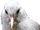 Juvenile kagu.png