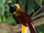 Lesser Bird-of-paradise