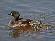 Australasian grebe6535